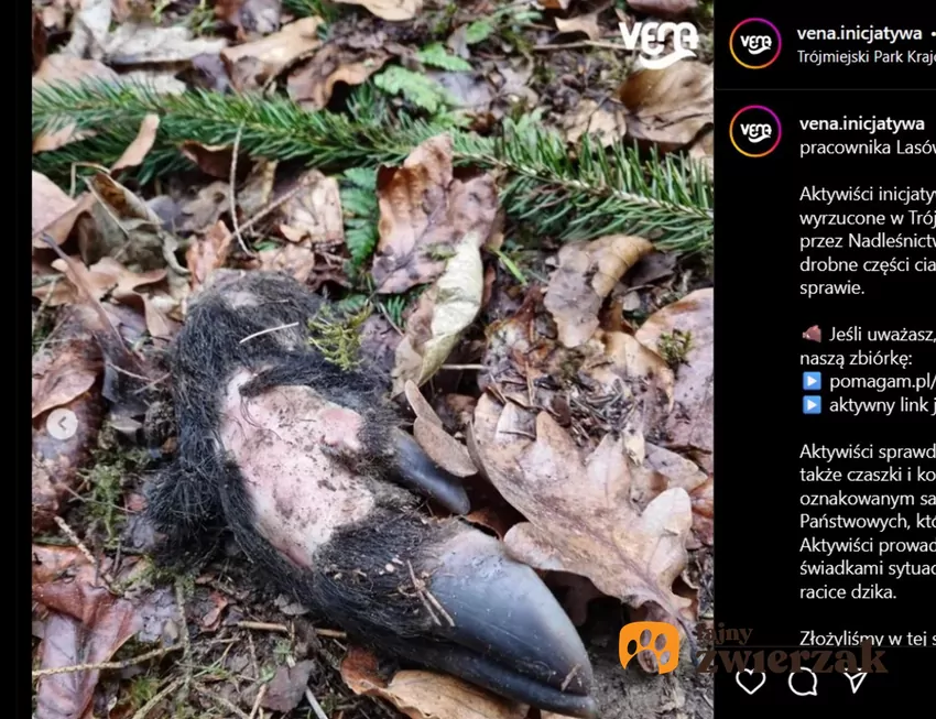 28 marca sprawa rozrzuconych kawałków ciał trafiła na policję, fot. Instagram vena.inicjatywa Racica dzika