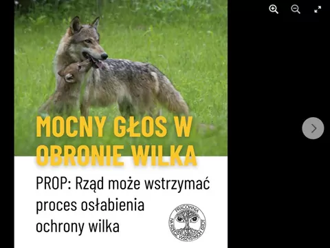 UE zmniejsza ochronę wilka