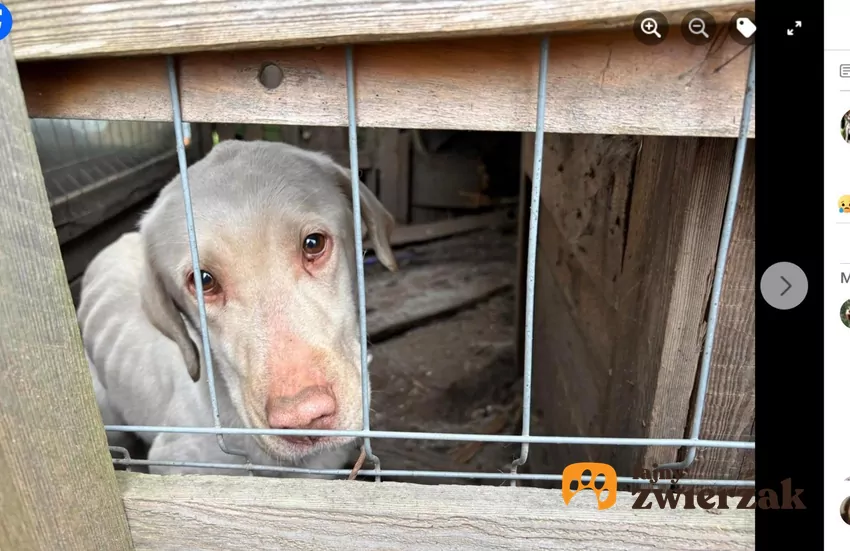 U suczki w typie labradora widać było żebra, fot. Facebook Przytul Pyska Chuda labradorka w kojcu