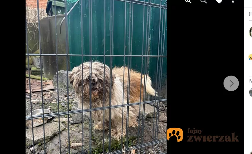 Pies w typie shih tzu był brudny i wychudzony, fot. Facebook Przytul Pyska Zaniedbany pies w kojcu