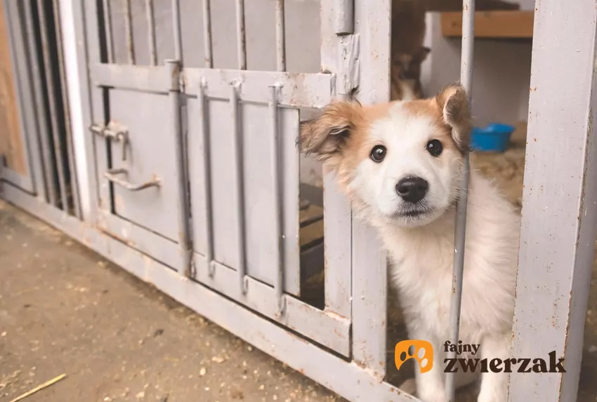 4 kwietnia obchodzimy Dzień Zwierząt Bezdomnych Pies w schronisku