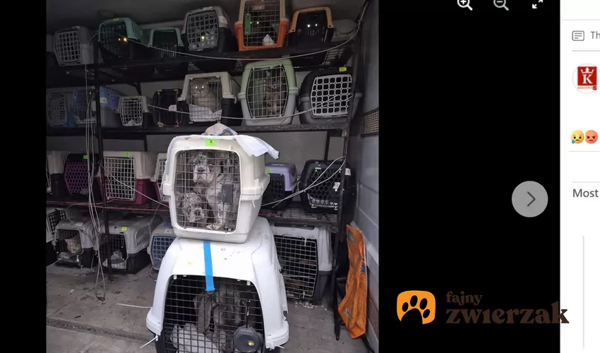 Czterem mężczyznom prokuratura postawiła zarzuty, fot. Facebook KRKnews.pl Klatki ze zwierzętami jedna na drugiej