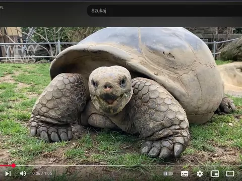 W zoo w Filadelfii urodziły się żółwie