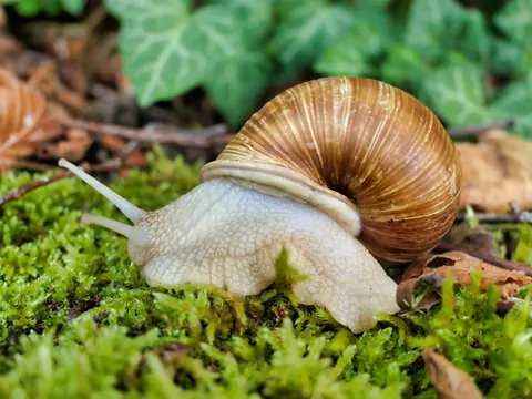 Populacja winniczka zmniejsza się