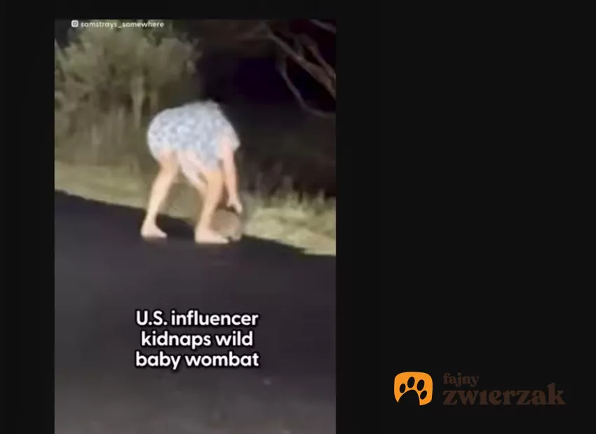 Amerykańska influencerka zabrała małego wombata matce, fot. YouTube The Dodo Kobieta schylona nad wombatem