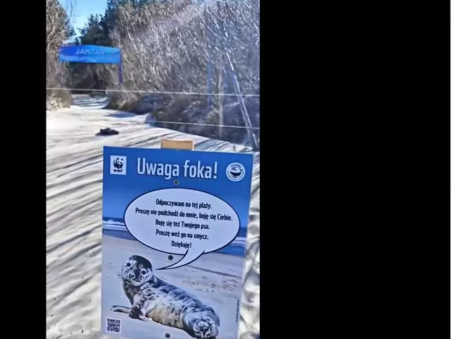 Foki szare na plaży w Jantarze