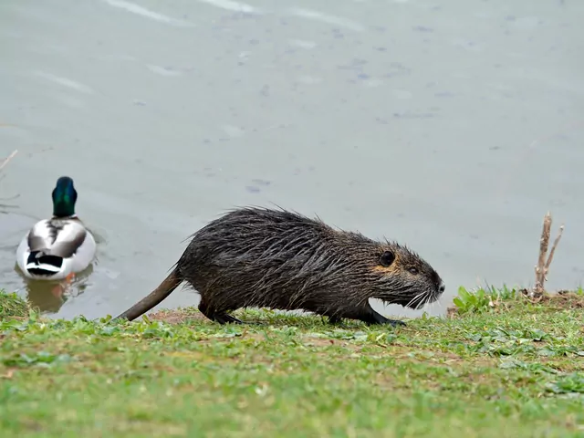 Nutria to gatunek inwazyjny