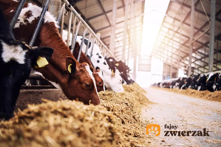 Pryszczyca, to wysoce zaraźliwa i groźna choroba wirusowa, która atakuje zwierzęta racicowe Krowy w oborze