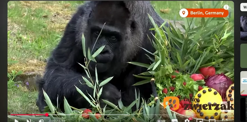 Gorylica Fatou pochodzi z Afryki Zachodniej, fot. YouTube Retures Goryl na wybiegu