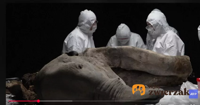 W pobliżu dorzecza rzeki Jana znaleziono doskonale zachowane zwłoki młodej samicy mamuta, fot. YouTube AFP News Agency Zwłoki mamuta na stole