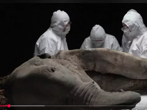 Mamut przeleżał w lodzie 130000 lat