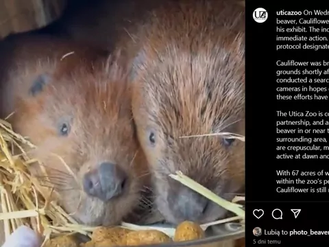 Bóbr uciekł z amerykańskiego zoo