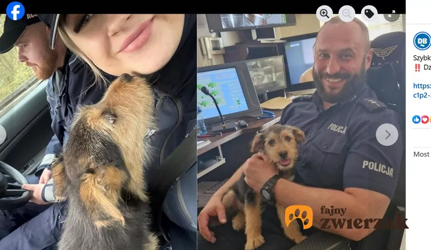 Policjanci zabezpieczyli poturbowanego zwierzaka, fot. Facebook Dziennik Bałtycki Pies z policjantami