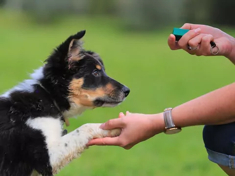 Test na psa ratownika, asystenta i sapera