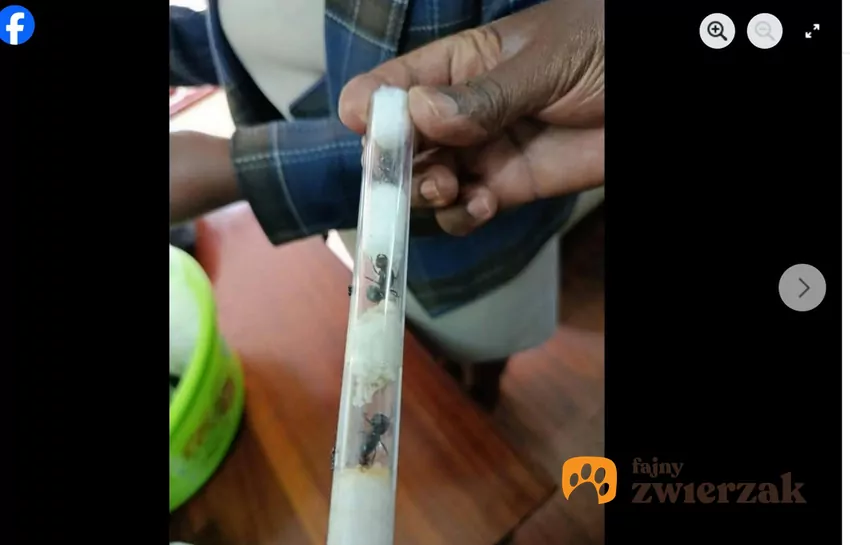 Przypuszcza się, że mrówki miały zostać sprzedane w Azji i Europie, fot. Facebook African Report files Mrówki w pojemniku
