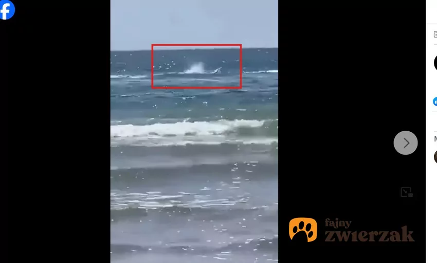 Walkę pechowego pływaka z rekinem uwieczniono na nagraniu, które trafiło do sieci i od razu stało się sensacją, fot. Facebook Kirsty Randall Rekin atakujący człowieka