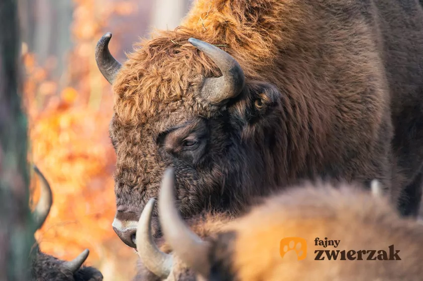 Jak podaje portal dziendobrypomorze.pl, żubr Pyrek pojawił się w pomorskich lasach w 2019 r. Żubry z bliska