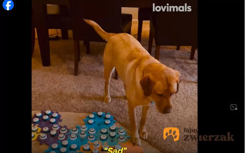 "Guziki mowy" to duże, kolorowe przyciski, za pomocą których pies może wyrazić to, o czym w danej chwili myśli, fot. Facebook VT Labrador i mata z guzikami