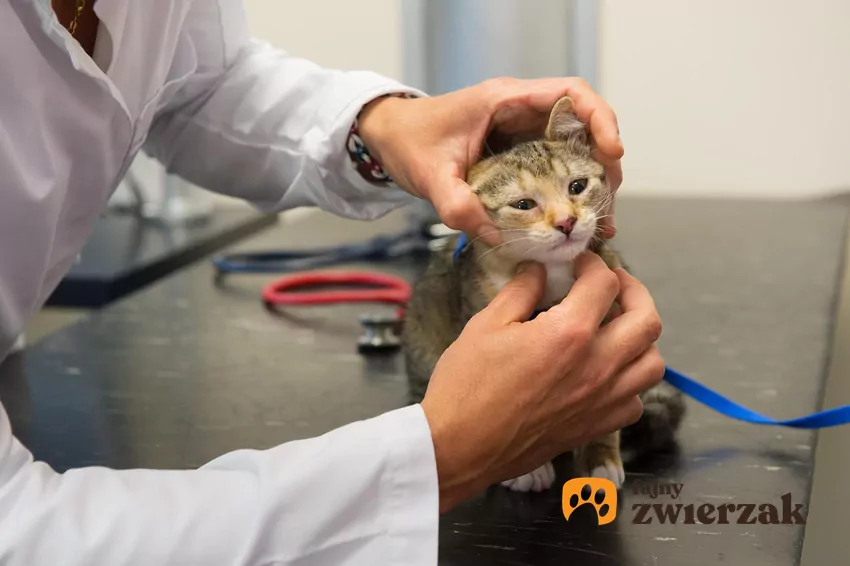 Znajomość niespecyficznych objaw bólu może zaoszczędzić mruczkowi mnóstwo niepotrzebnego cierpienia Kot u weterynarza