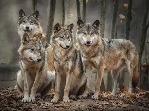 Dlaczego pies kładzie się na kanapie?