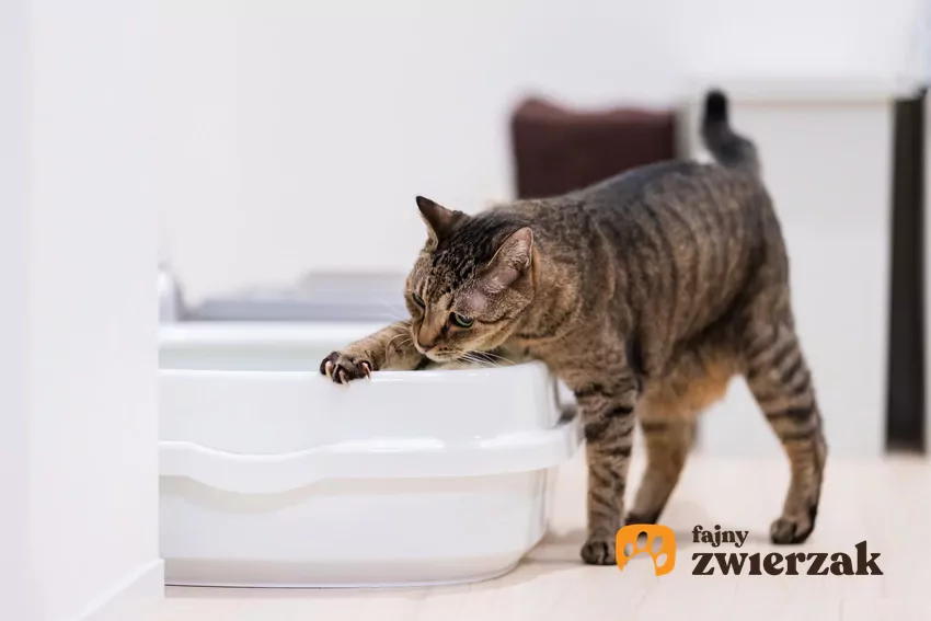 Kot drapie w kuwetę od zewnątrz
