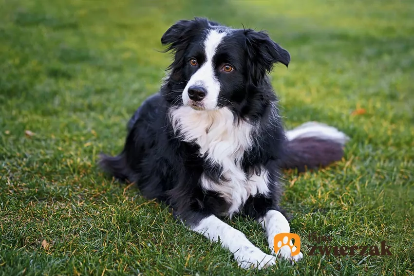 Border collie to absolutny numer jeden w klasyfikacji aktywnych ras psów Border collie na łące