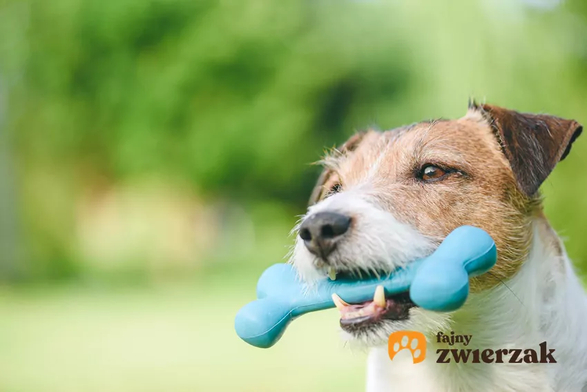 Na rynku istnieją dużo lepsze i bezpieczniejsze gryzaki dla psów: piłki na sznurkach, frisbee, gryzaki zrobione z kauczuku lub gumy Pies z gumową kością