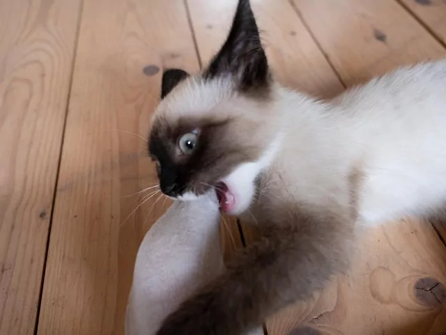 Kot rzuca się na nogi i ręce