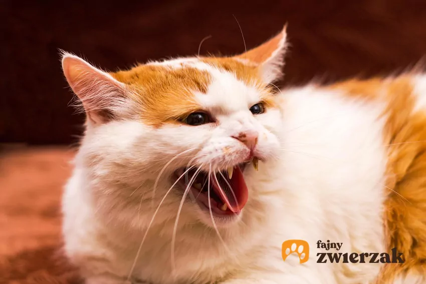 Syczeniu może towarzyszyć koci grzbiet lub skulona pozycja świadcząca o strachu Kot syczy