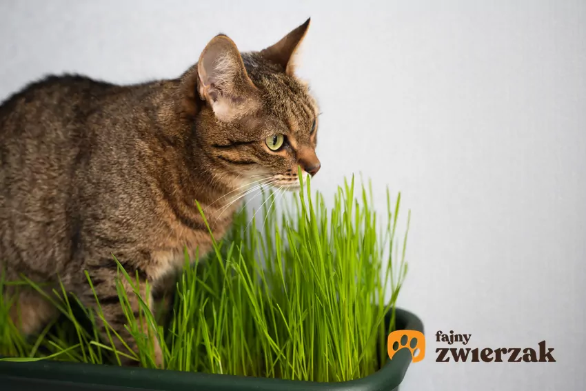 Koty nie tylko lubią skubać trawę, ale również na niej leżeć Kot na trawie