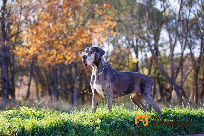 O rasie olbrzymiej mówimy wtedy, kiedy nasz pupil mierzy około 70 cm wzrostu Dog niemiecki