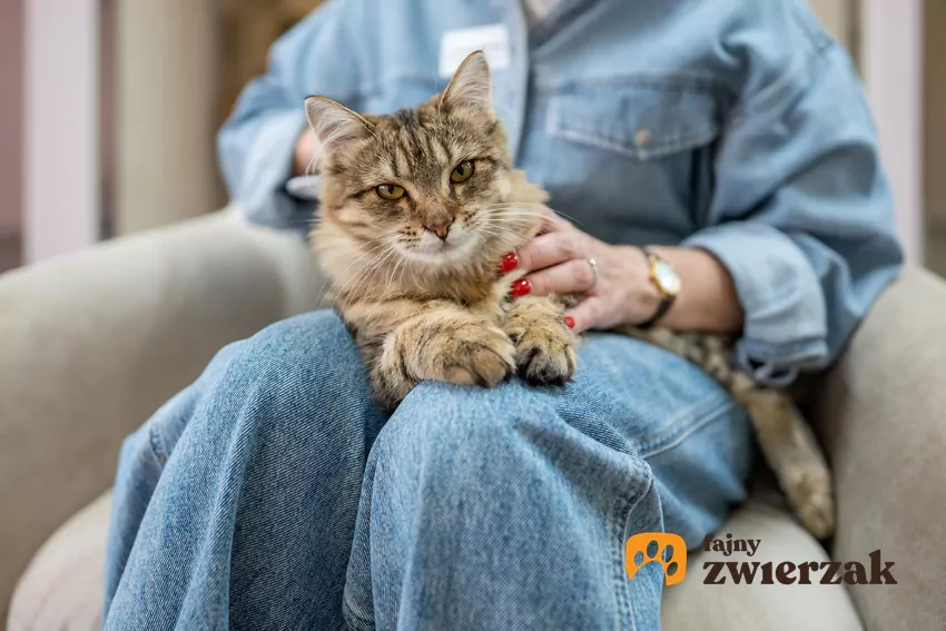 Szacuje się, że w 40% gospodarstw domowych żyje co najmniej 1 mruczek Kot i człowiek