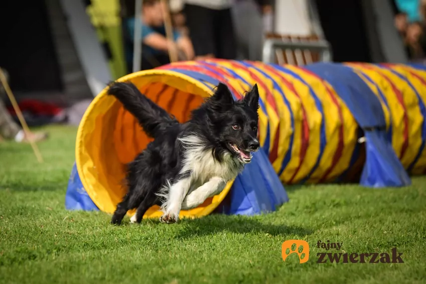 Pies na torze do agility