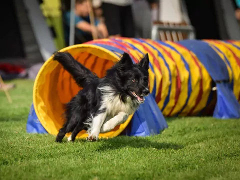 Trening agility dla psa