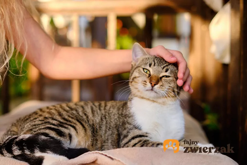 Nie wszystkie koty tolerują głaskanie – wiele z nich woli dystans Kot głaskany