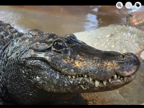 Aligatorzyca w zoo w Płocku kończy 95 lat
