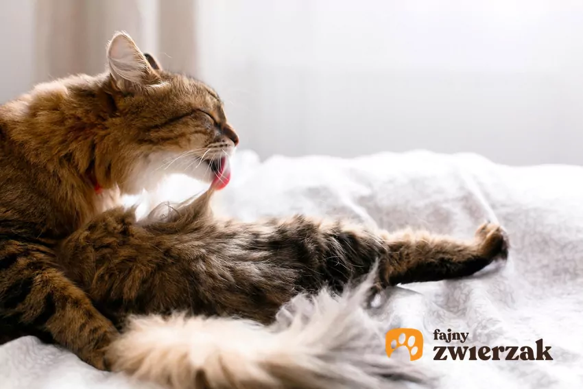 Kot w trakcie intensywnego lizania – częsty objaw alergii Kot się liże