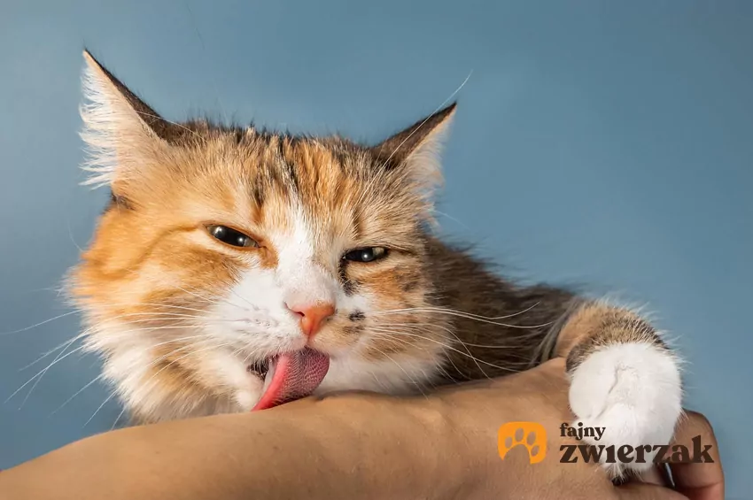 Kot liże rękę