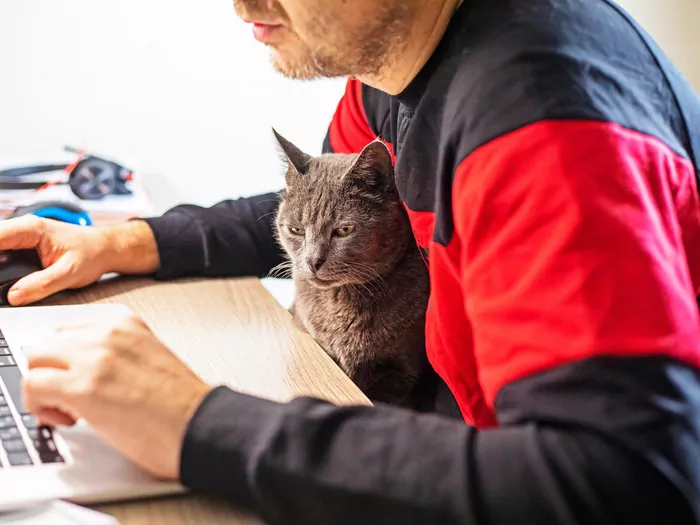 Jak koty okazują sympatię?