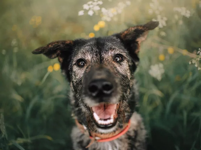 Jak pies okazuje sympatię?