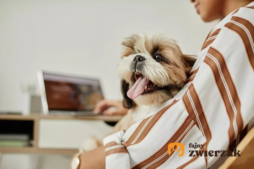 Pies siedzi na kolanach