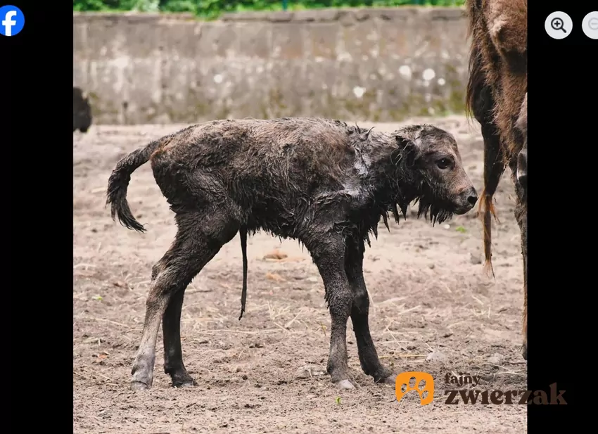 W poznańskim zoo urodziło się żubrzątko, fot. Facebook Zoo Poznań Official Site Mały żubr na wybiegu