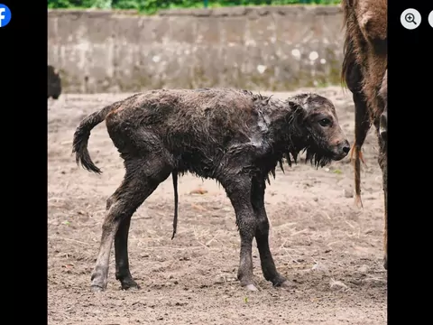 W poznańskim zoo urodził się żubr