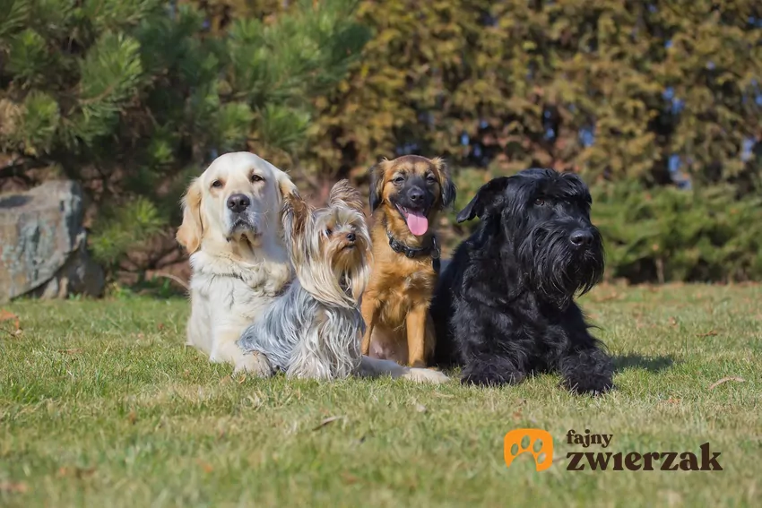 Przy wyborze psa należy zwrócić uwagę na jego indywidualne cechy charakteru Grupa psów na trawie