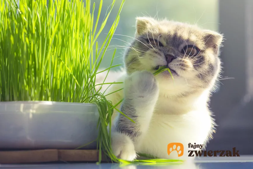 Kot skubiący trawę