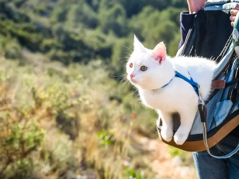 Wychodzenie z kotem na spacery