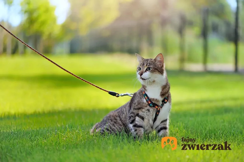 Kot na smyczy