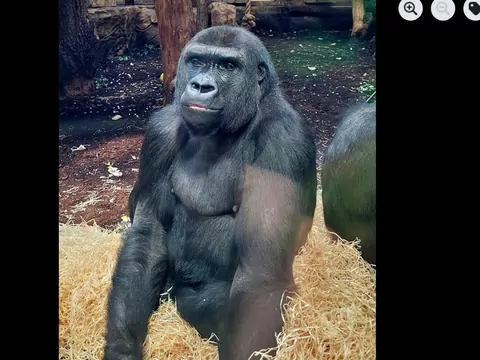 Gorylice urodziły się w warszawskim zoo