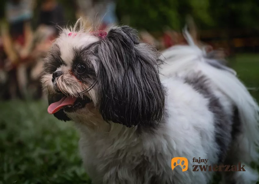 Niewielki rozmiar nie oznacza, że pies nagle traci wszystkie typowo psie potrzeby Shih tzu