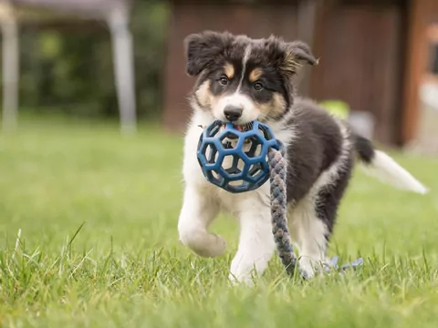 Co trzeba wiedzieć przed adopcją szczeniaka?